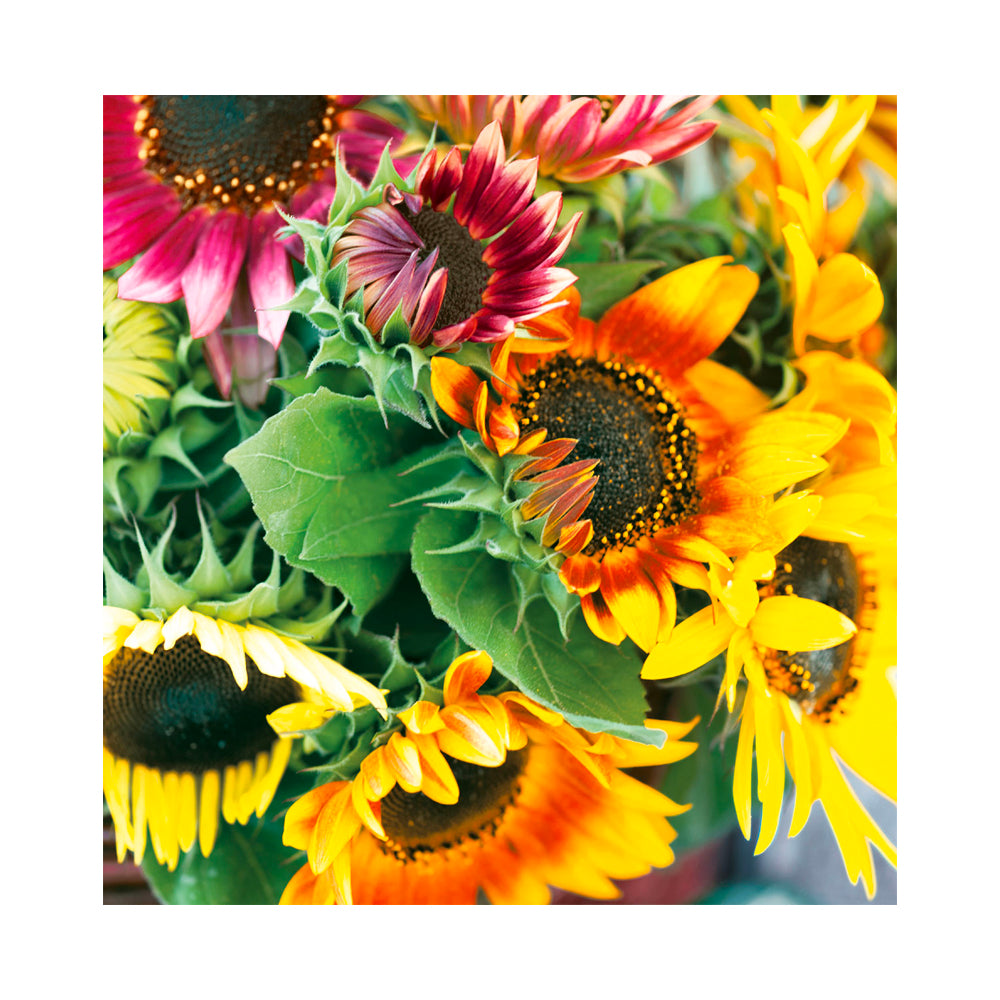Servilleta Ramo de Girasoles 20 unidades