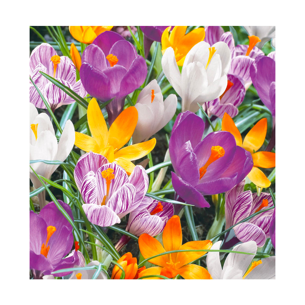 Servilleta Crocus 20 unidades