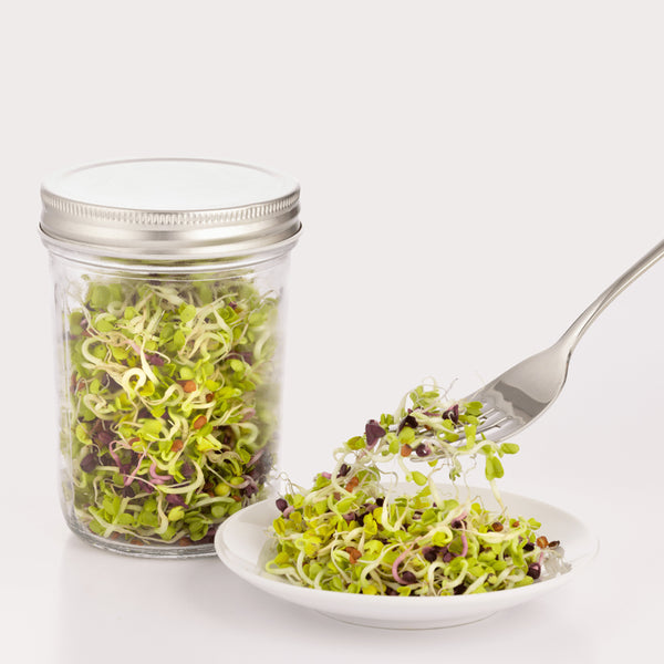 Set Kilner Para Germinar Semillas