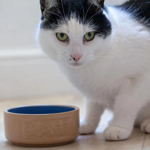 Bowl Gato Beige/Azul 13cms