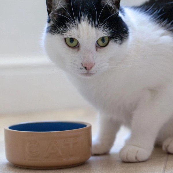 Bowl Gato Beige/Azul 13cms