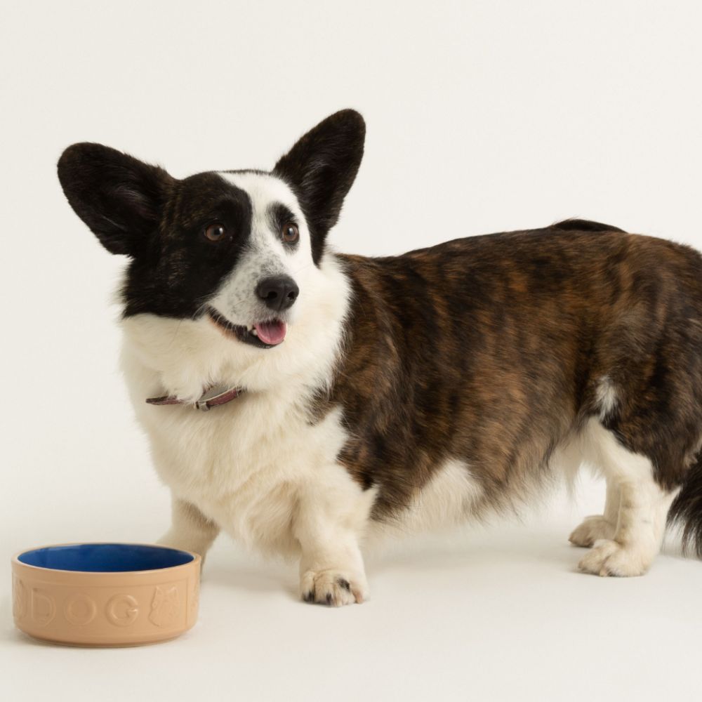 Bowl Perro Beige/Azul 15cms