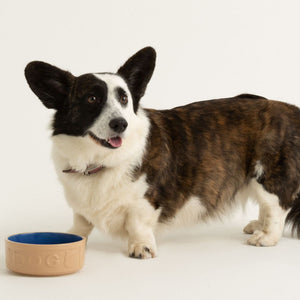 Bowl Perro Beige/Azul 15cms