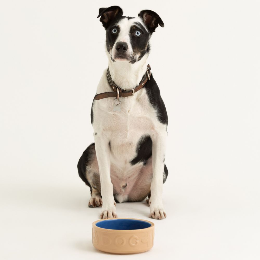 Bowl Perro Beige/Azul 18cms