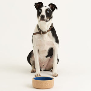 Bowl Perro Beige/Azul 18cms