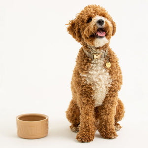 Bowl Perro Agua Beige 15cms
