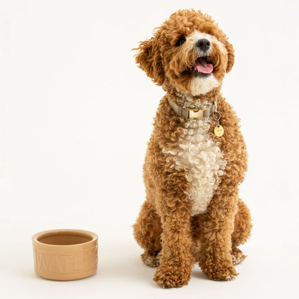 Bowl Perro Agua Beige 15cms