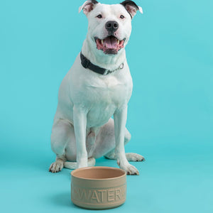 Bowl Perro Agua Beige 20cms