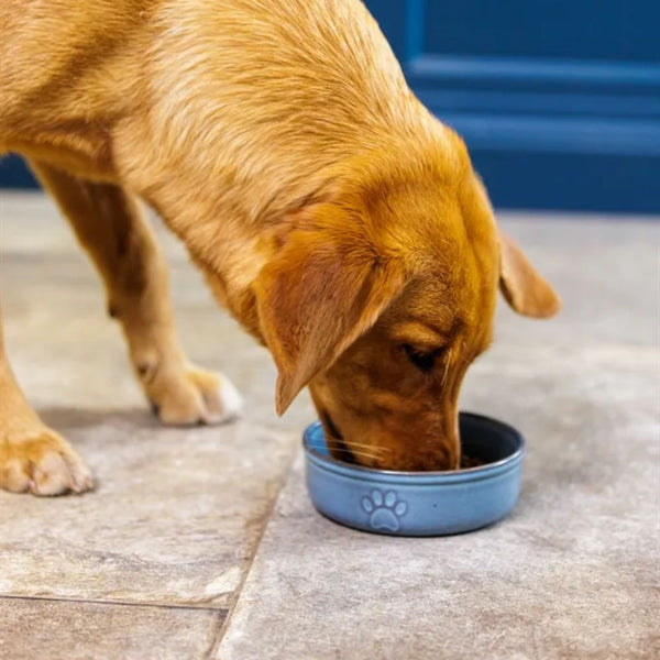 Bowl Mascota Azul 15cms