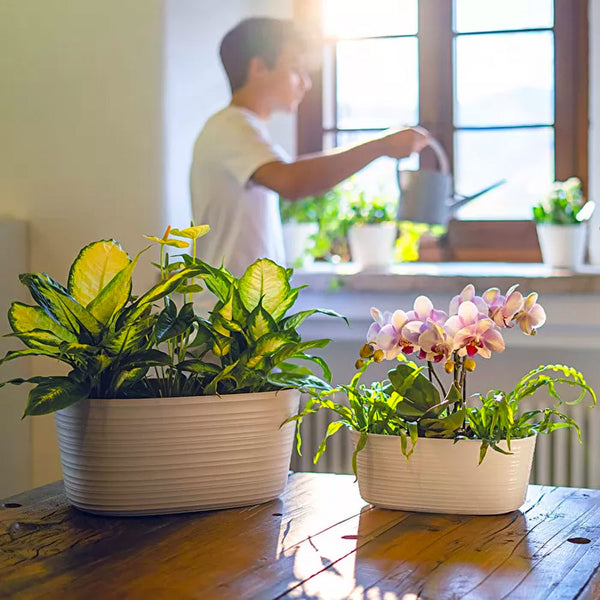 Macetero 'Tierra' Multi Plant Latte