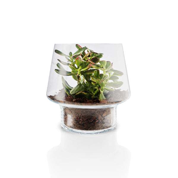 Macetero Vidrio Suculenta 21cms