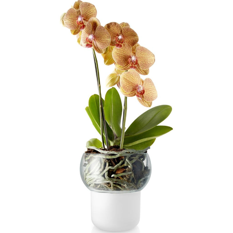 Macetero Auto Riego Orquideas 15cms